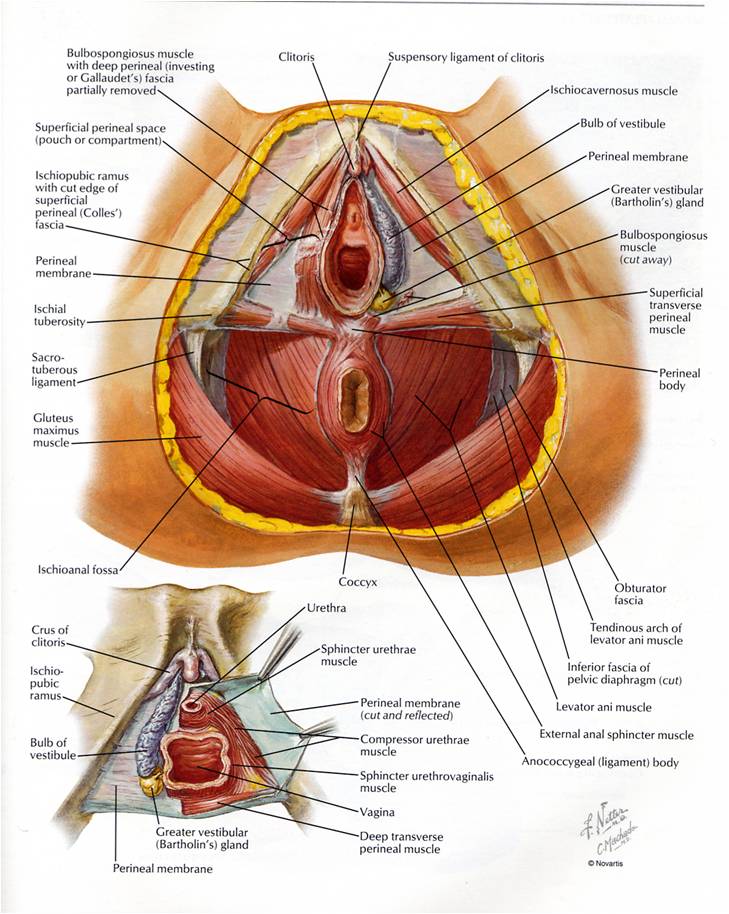 female pelvic floor anatomy