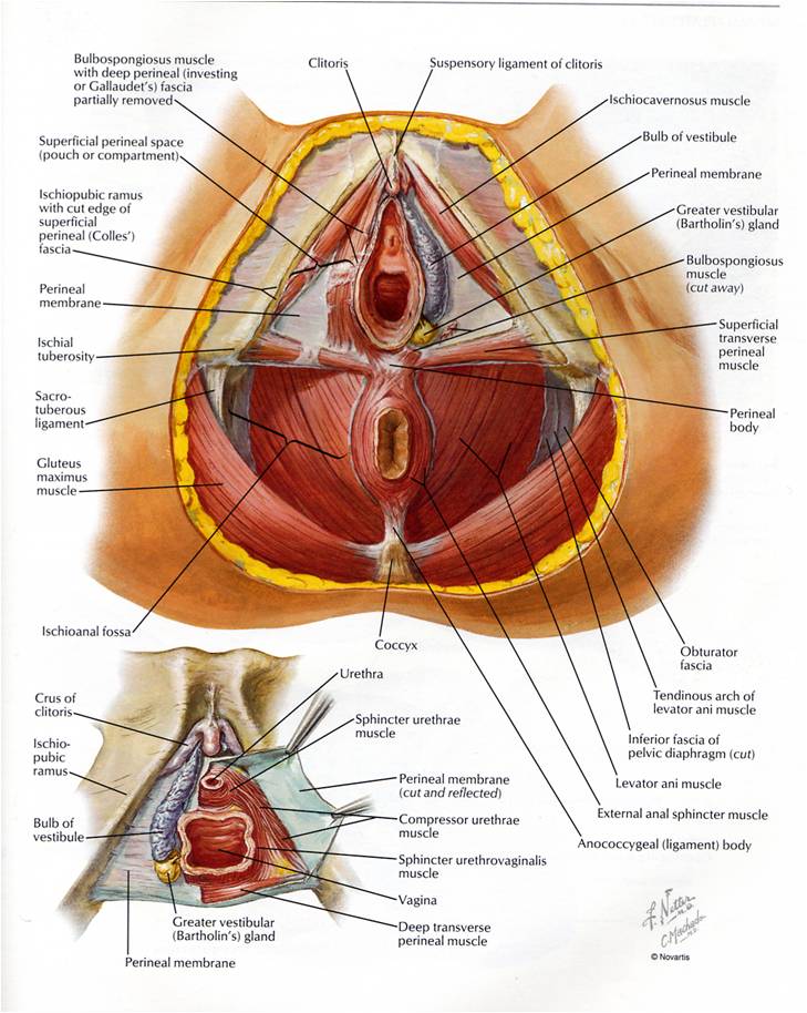 Pelvic Expert