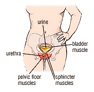 Pelvic Pain, Spasms, or Incontinence?